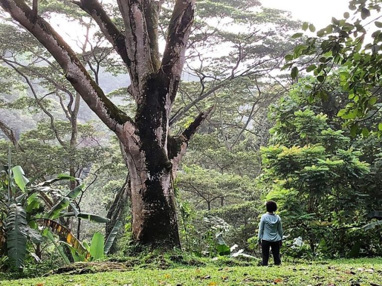 Bukit Kiara