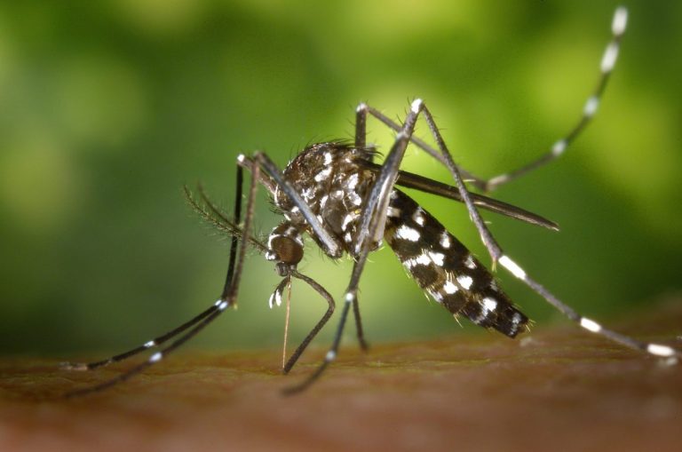 Malaysians told to brace for the worst, as dengue cases rise