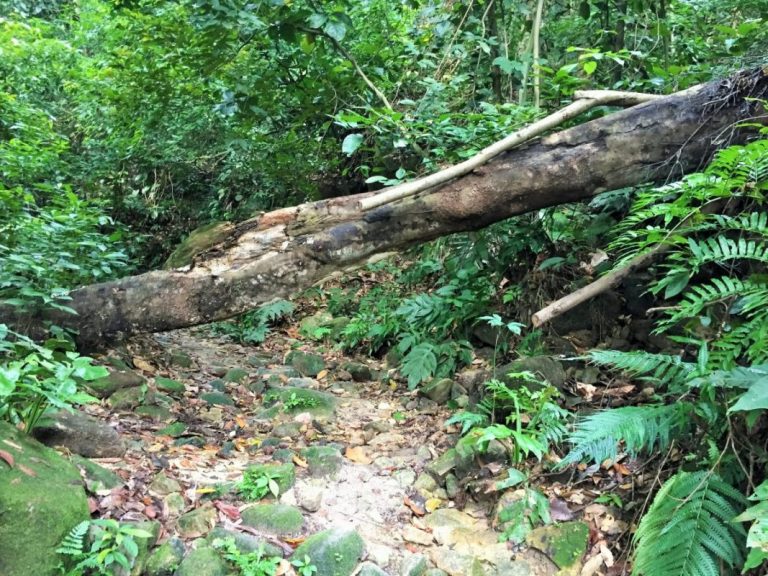 Uphill task to get Bukit Kiara trails reopened