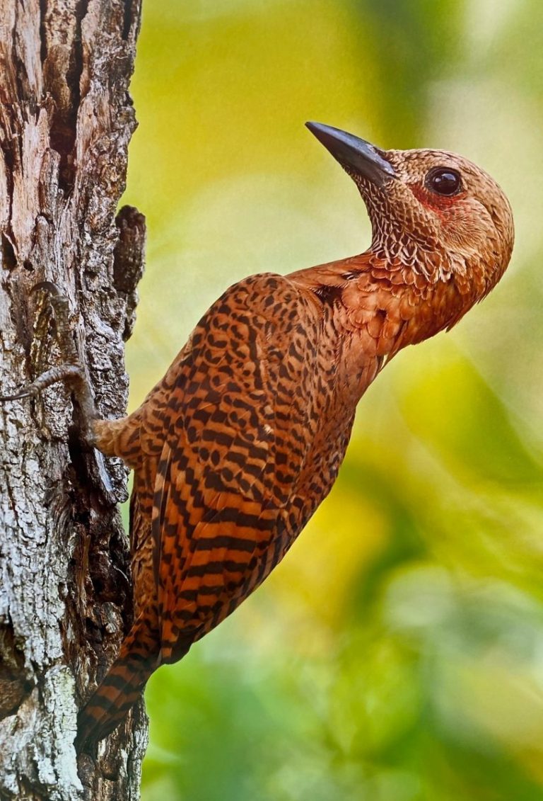 Bukit Kiara woodpeckers story of love, beauty and nature