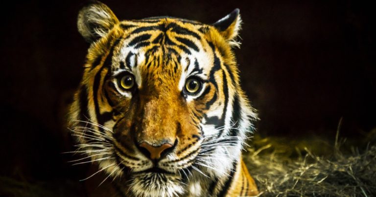 Task force outlines initiatives to save Malayan tigers from extinction, including increasing forest area, enforcement