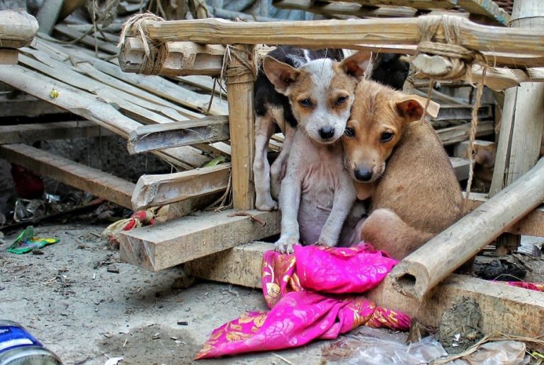 Of strays and corporate social responsibility