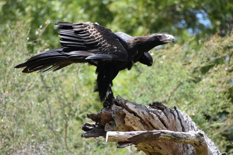 Giant raptor discovered in Flinders Ranges was Australia’s largest eagle