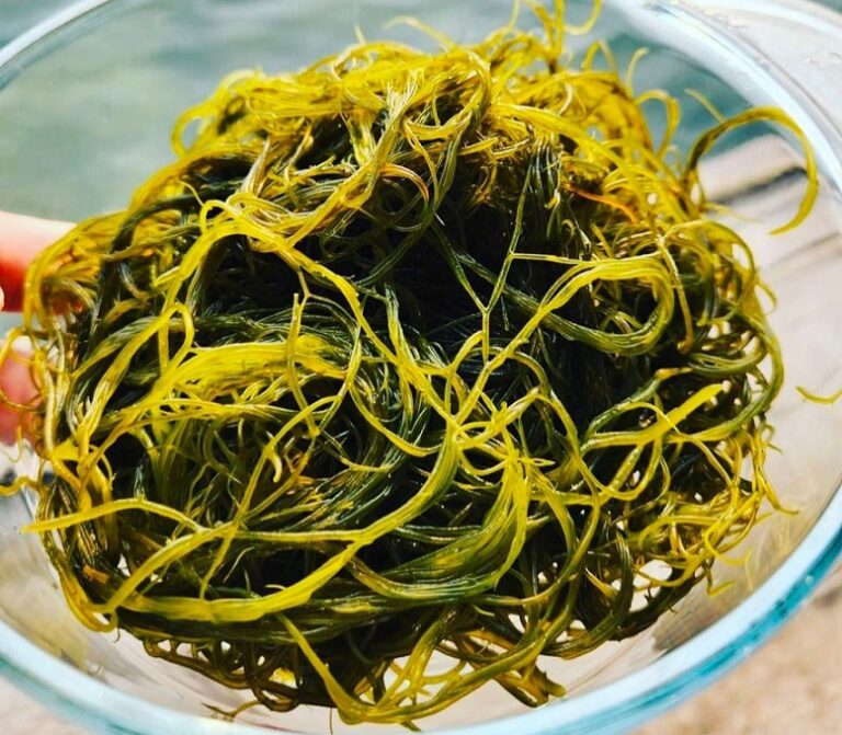 Seaweed may be the superfood substitute to when rice and wheat run out