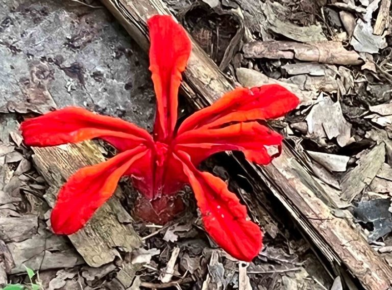 Discover beauty of Earth Ginger at Bukit Kiara