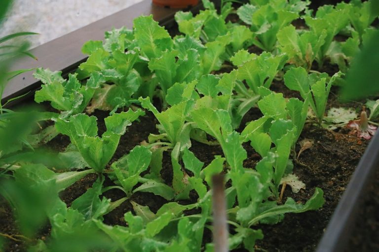 Growing green: Vital role of urban agriculture