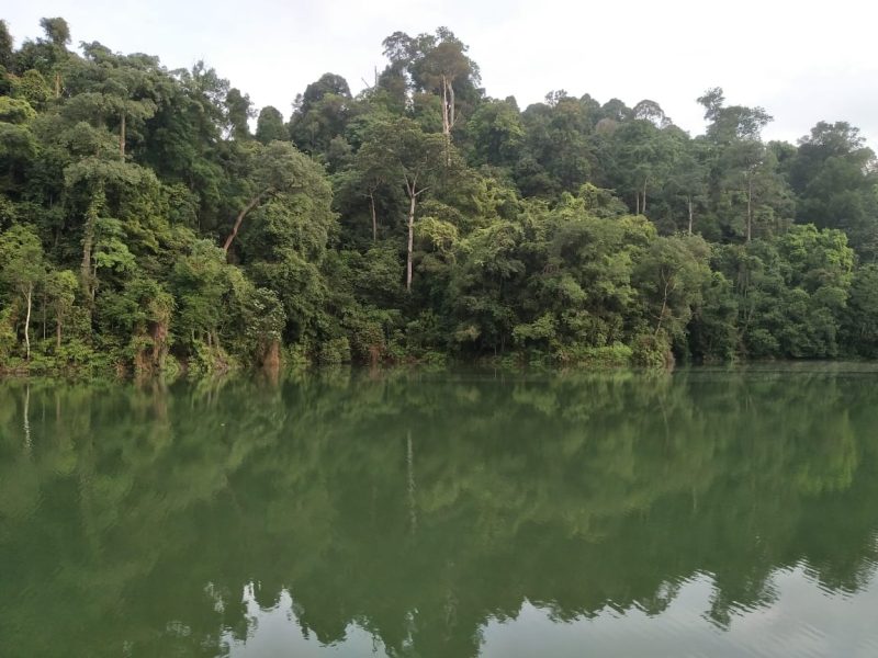 Jungle-and-lake