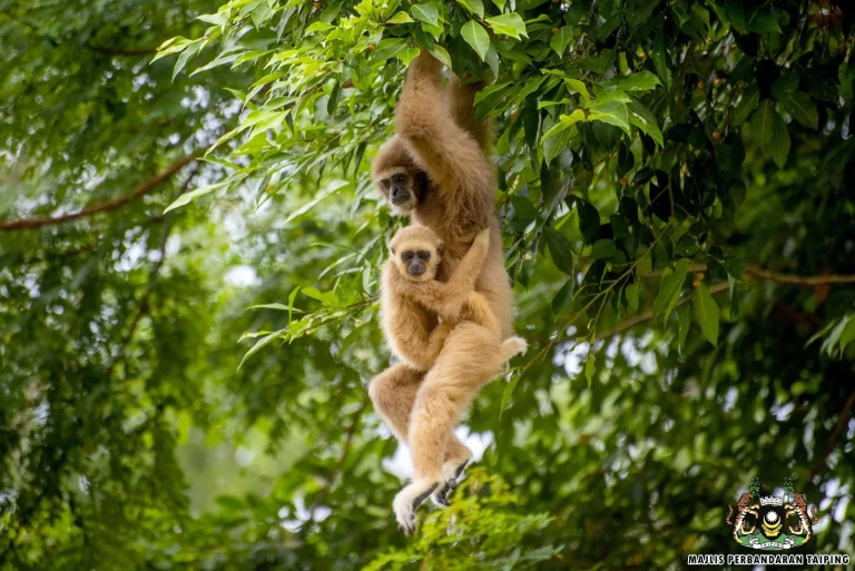 A White-handed Gibbon and her baby at Taiping Zoo.