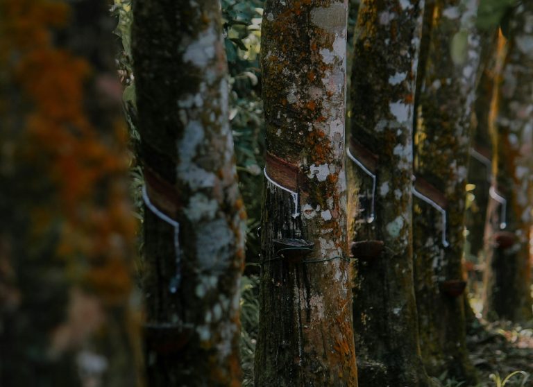A row of rubber trees.