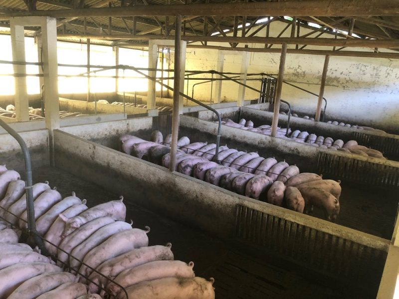 A wide view of a pig farm. Image: Pexels