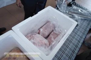 Malaysia's Royal Customs Department showing a container with seized smuggled pork meat during a press conference in January 2026.
