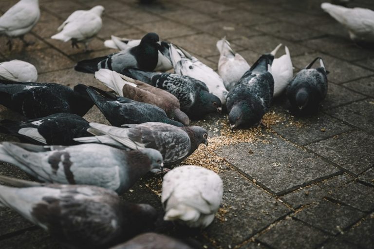 Pigeons pecking on food on the walkway.