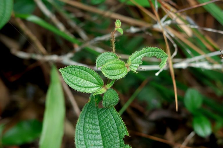 Unlocking the secrets of Malaysia’s plants